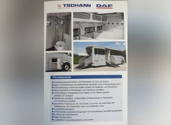 Trasportatore per cavalli DAF XF410, furgone attrezzato per il trasporto di cavalli e camper