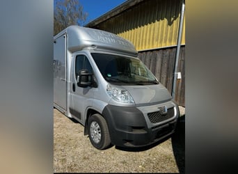 Trasporto cavalli 3,5 t Peugeot Boxer con soli 116.200 km percorsi