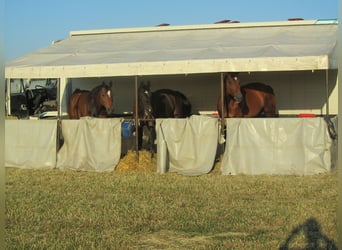 MAN Pferdetransporter mit Stallzelt ohne TÜV