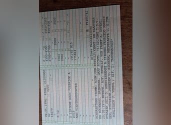 Pferdeanhänger mit Lebenserfahrung und top fit 