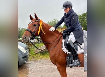 Addestramento al dressage fino al livello S***