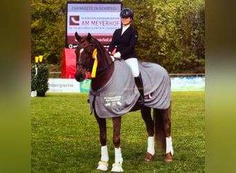 Addestramento al dressage fino al livello S***