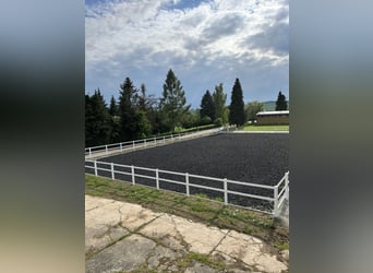 Addestramento e messa in sella di giovani cavalli | Professionista equina | 10 anni di esperienza in