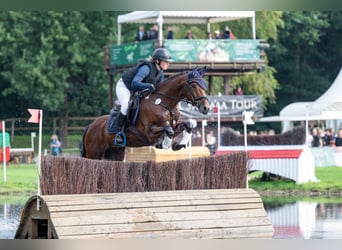 Addestramento in dressage, salto ostacoli e concorso completo