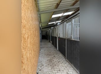 Addestramento | Puledri | Cavalli problematici | Correzione | Messa in sella