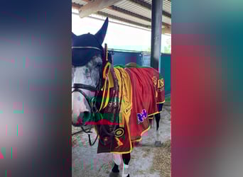 Beritt / Turniervorstellung / Vermittlung / Verkauf