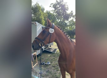 Beritt / Turniervorstellung / Vermittlung / Verkauf