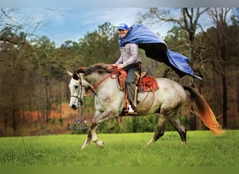 Horse Training in Mississippi | Bring any Age, any Breed, & any Size Horse!