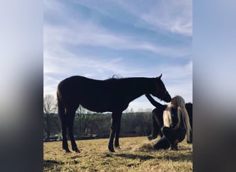 Ponies da avviare, addestrare e disponibile una cavallerizza leggera (49 kg)