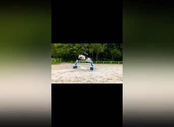 Ponies da avviare, addestrare e disponibile una cavallerizza leggera (49 kg)