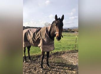 Ponies da avviare, addestrare e disponibile una cavallerizza leggera (49 kg)