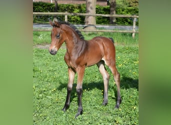 Professionelle Pferdeausbildung & Beritt, Stutenleistungsprüfung