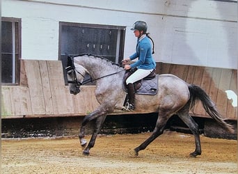 Vielseitiger Beritt / Anreiten von Sport & Freizeitpferden 