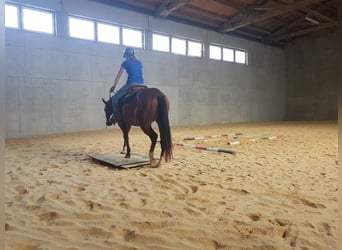 Western Ausbildung von Pferden, Jung- und Korrekturpferde