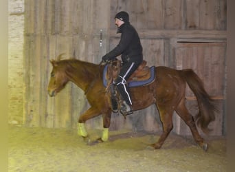 Western Ausbildung von Pferden, Jung- und Korrekturpferde