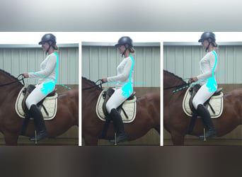 Biomechanisch korrektes Reiten – Reiter/Pferd 20.06.26 auch mit Übernachtung/Reitstunden