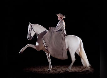 Corso di teoria equestre e formazione personalizzata con la Dott.ssa Diana Krischke dal 13 al 14 giu