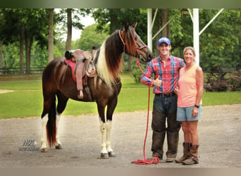 Horse Help Clinics - Personalised Clinic Education to Yourself or with a Group of Friends! 