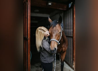 Horse Help Club - Come join us & connect with horse friends!