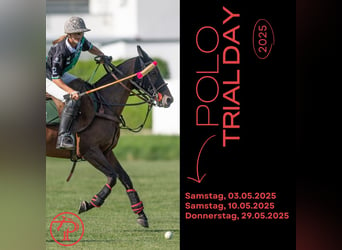 Polo Trial Day 