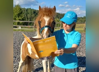 Reitpädagogik-Ausbildung/Fortbildung Pony-Motion®️