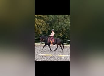 Workshop: Feinfühliges Reiten am 26.04.25 