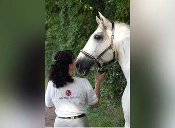 Ausbildung, Unterricht reiner klassischer Reitsport - Coaching, Sport-Mental-Training, Mobil vor Ort