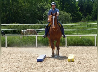 Lezioni di equitazione complete su cavalli da scuola o sul proprio cavallo, con focus su dressage, l