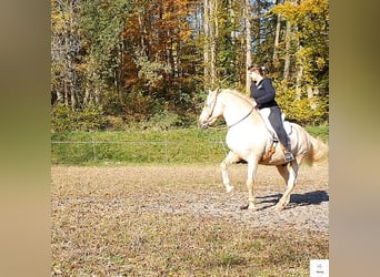 Lizensierter Trainer Akademische Reitkunst Reitunterricht