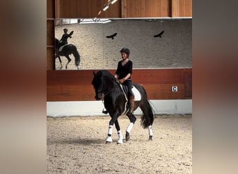 Online Reitschule - das 1x1 des Dressurreitens