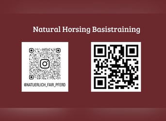 Pferdetraining individuell und ganzheitlich 