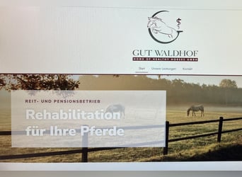 2* Einstellerbox sowie 1 * Berittplatz  / Vorstellung von Verkaufspferden 