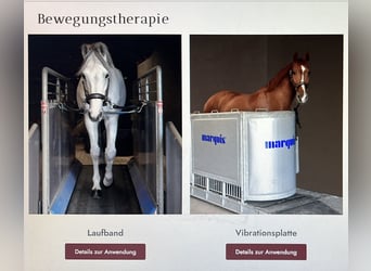 2* Einstellerbox sowie 1 * Berittplatz  / Vorstellung von Verkaufspferden 