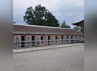 10 Boxen mit Koppel/Sattelkammer frei auf Top-Anlage / Meisterbetrieb