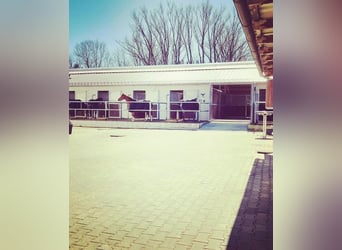 Attualmente, presso il nostro splendido maneggio, è disponibile una paddock box con pensione complet