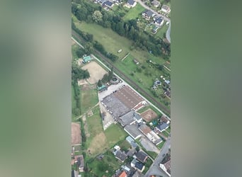 Box esterna/paddock disponibile - possibile mantenimento di stallone