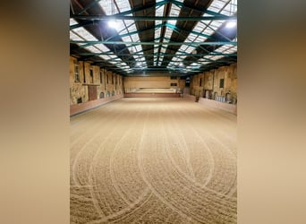 Due stalle di paddock adiacenti disponibili