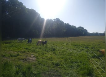 Großzügige Paddockbox 