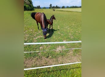 Paddockbox ab sofort frei! Vollpension 