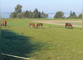 Paddockbox in Vollpension frei!