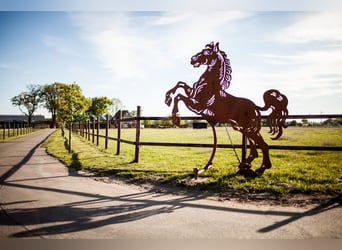 Pferdeboxen frei auf moderner Reitanlage mit Reithalle