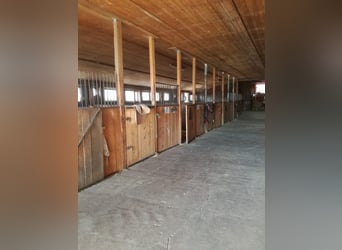 Pferdestall mit Paddockboxen, Innenboxen & Stalltrakt-Verpachtung