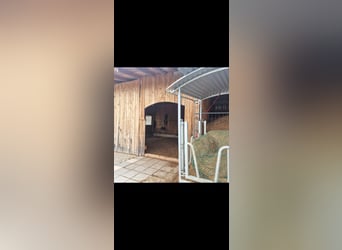 Piccola comunità di box