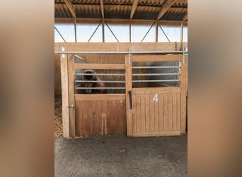 Trattamento di stalla idilliaco in affitto, con 8 box, paddock esterni e box a terra (totalmente o p