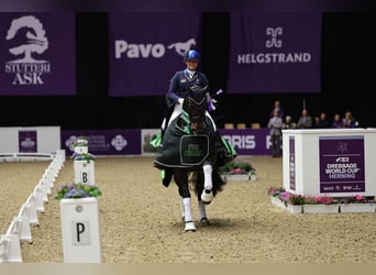 Wir briengen hochwertige Pferde mit Reitern und Profis auf der ganzen Welt zusammen!