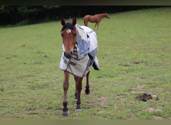 Allevamento di puledri con cuore, intelligenza e le migliori condizioni per il futuro 🐴🌿