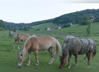 Allevamento di puledri con cuore, intelligenza e le migliori condizioni per il futuro 🐴🌿