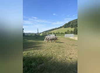 Allevamento di puledri con cuore, intelligenza e le migliori condizioni per il futuro 🐴🌿