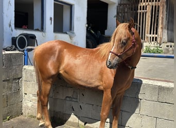 Allevamento di puledri con cuore, intelligenza e le migliori condizioni per il futuro 🐴🌿
