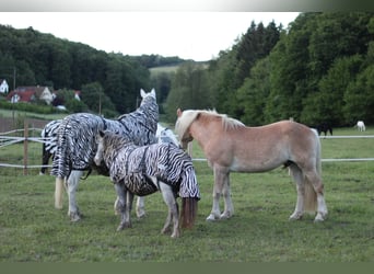 Allevamento di puledri con cuore, intelligenza e le migliori condizioni per il futuro 🐴🌿